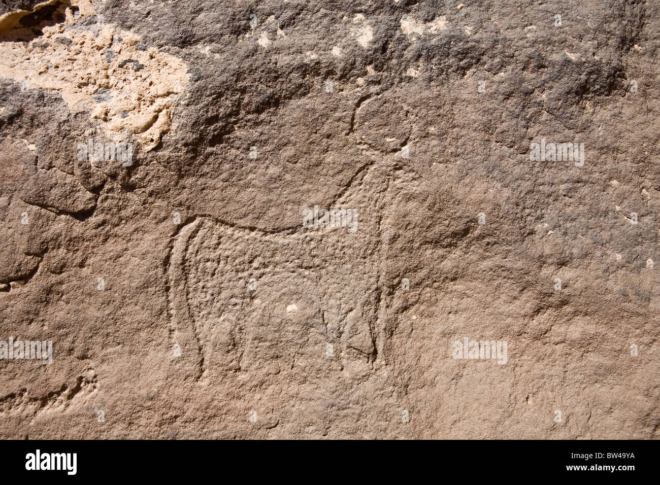 Finemente scolpiti antica arte rupestre mostra illustrazione di bovide con corna del Deserto Orientale dell'Egitto. Foto Stock