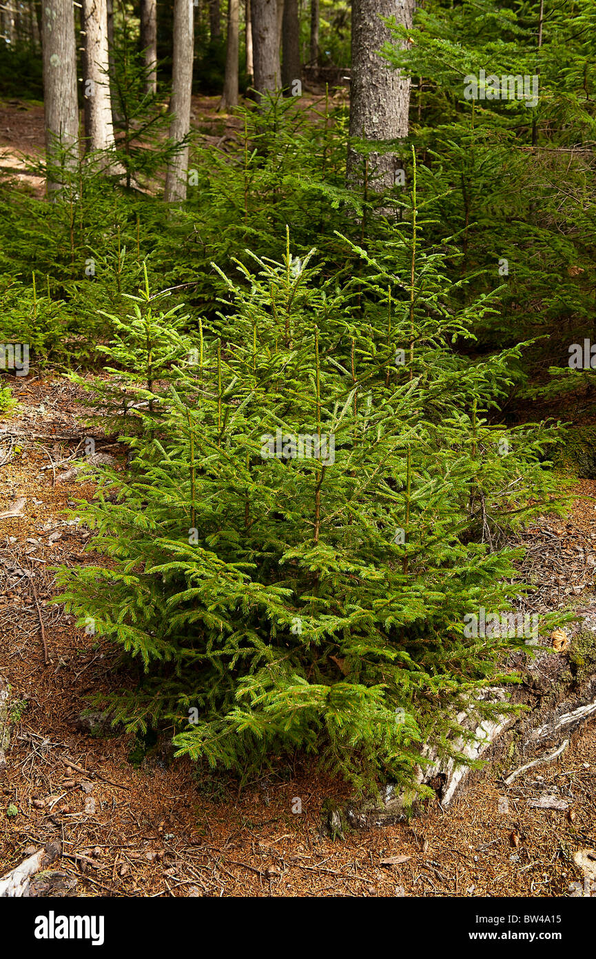Piantina conifere, piuttosto Marsh, Acadia NP, Maine, Stati Uniti d'America Foto Stock