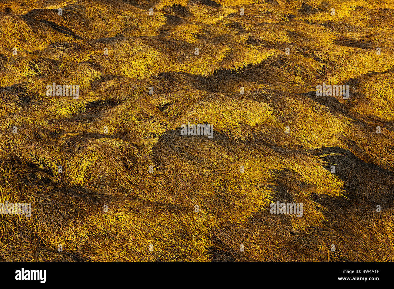 Le alghe a bassa marea, Maine, Stati Uniti d'America Foto Stock