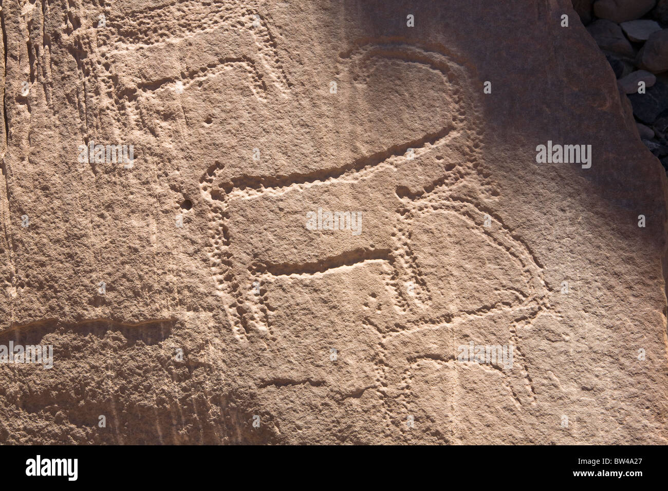 Antica arte rock che mostra le raffigurazioni di stambecco nel Deserto Orientale dell'Egitto. Foto Stock