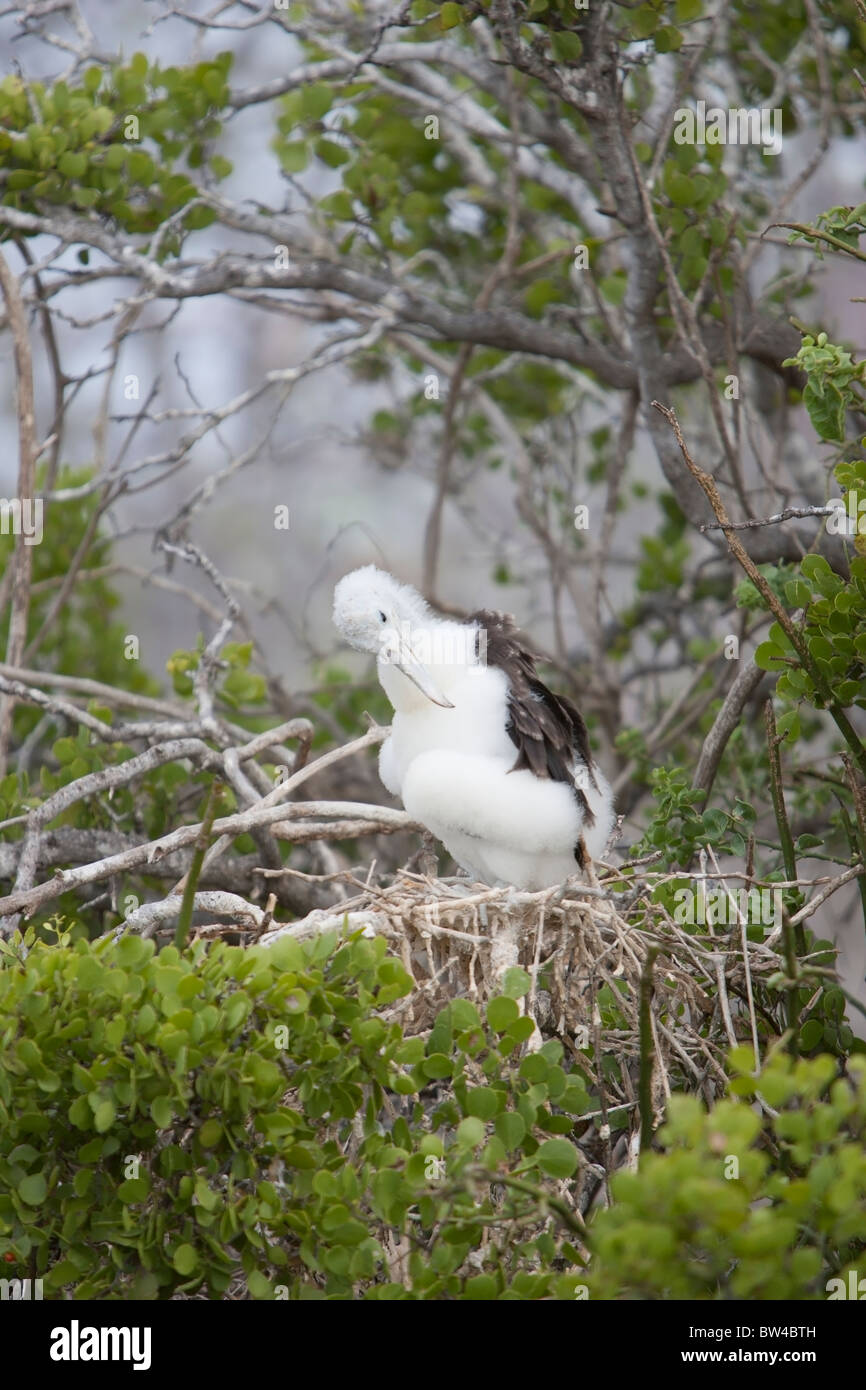 Magnifica Frigatebird (Fregata magnificens) roverella preening pulcino in un nido su North Seymour Island, Galapagos. Foto Stock