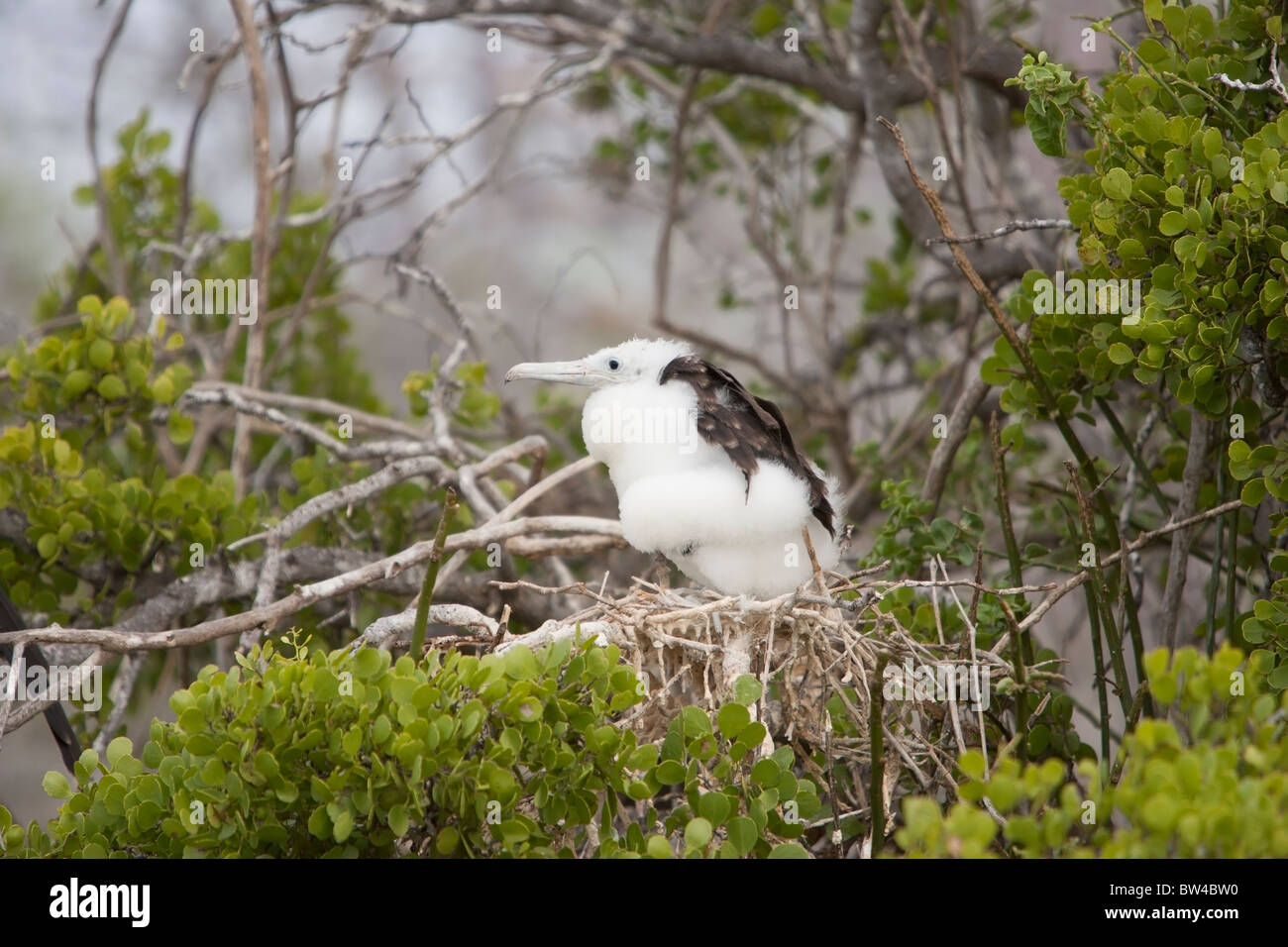 Magnifica Frigatebird (Fregata magnificens) pulcino pelosa in un nido su North Seymour Island, Galapagos. Foto Stock