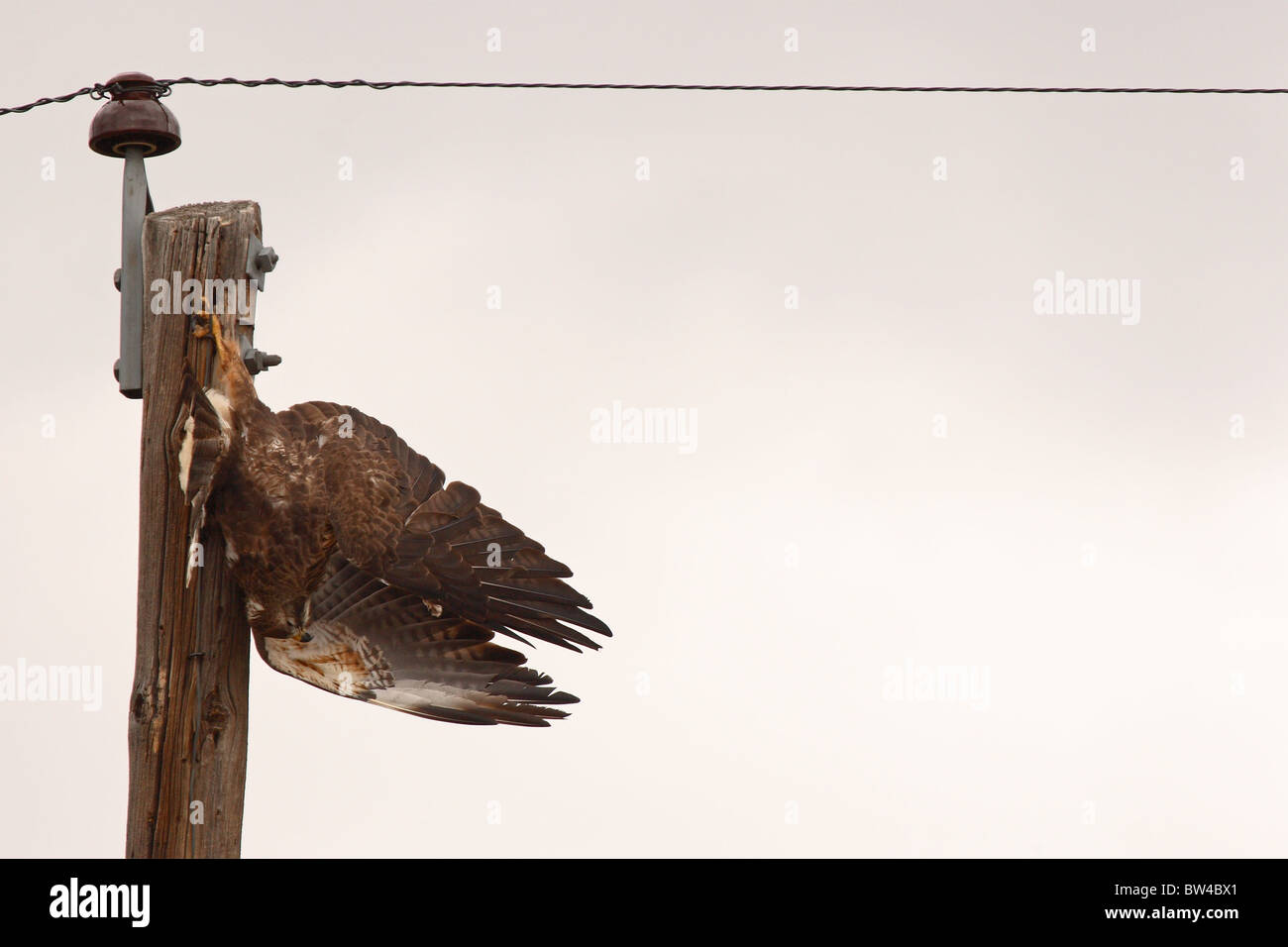 Una ruvida zampe Hawk morto appeso da un palo telefonico dove ha incontrato la sua prematura fine. Foto Stock