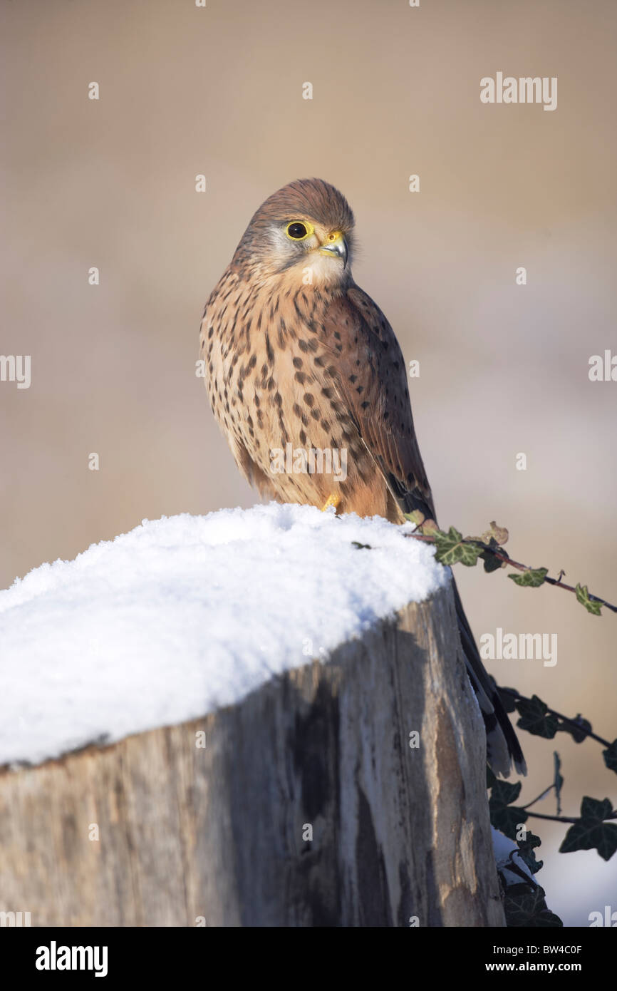 Il Gheppio (Falco tinnunculus ) giovane maschio sul moncone nevoso Foto Stock