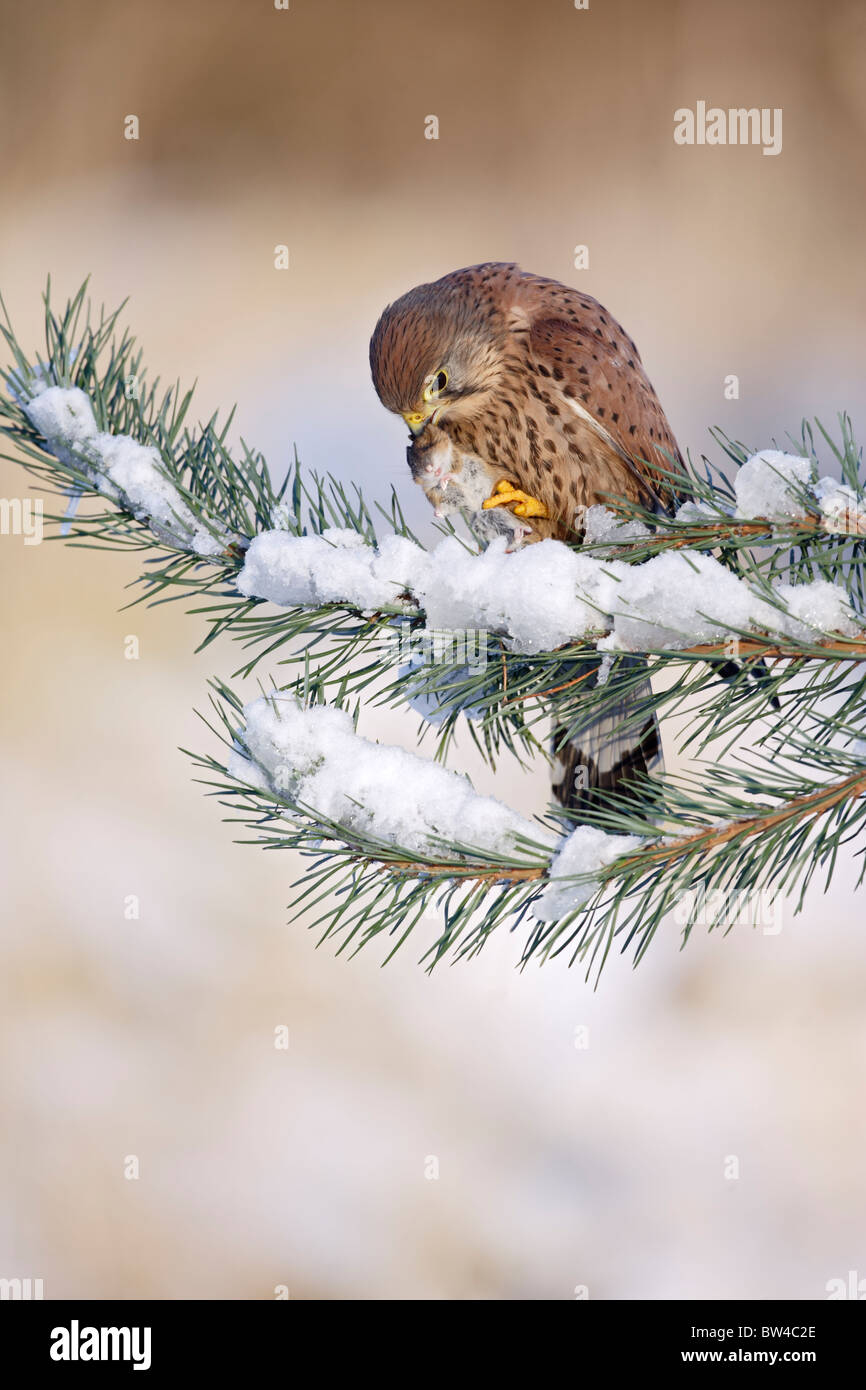 Il Gheppio (Falco tinnunculus ) giovane maschio su terreni innevati ramo fir con la preda Foto Stock