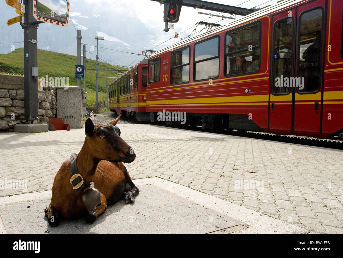 Una capra di montagna e il passaggio di un treno a Kleine Scheidegg con Jungfrau in distanza. Svizzera Foto Stock