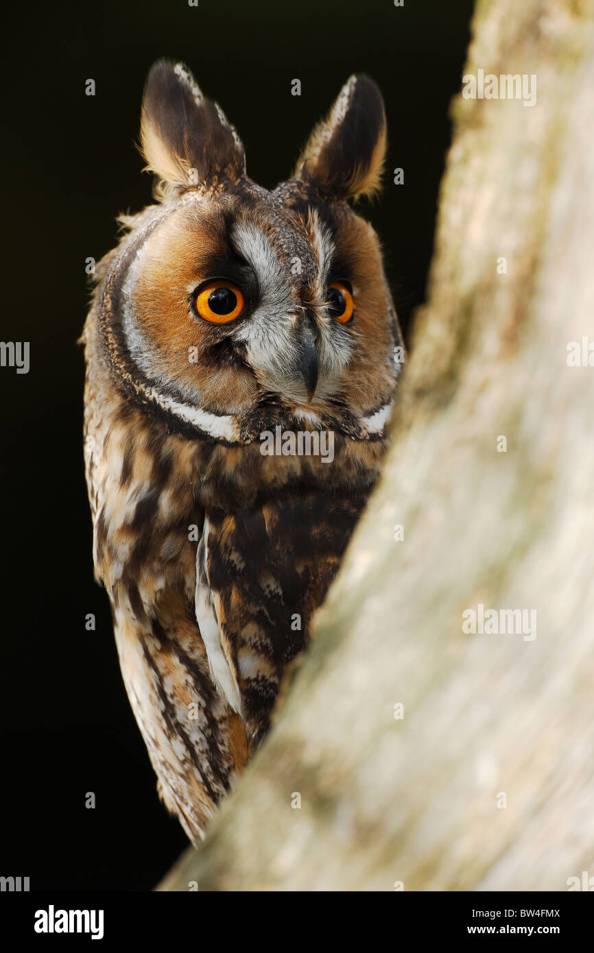 Long eared owl ( Asio otus ) guardando intorno tree Foto Stock