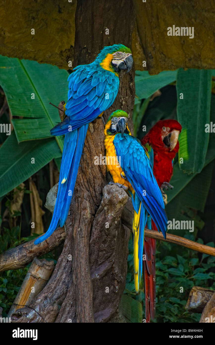 Tre pappagalli su un insieme di persico Foto Stock