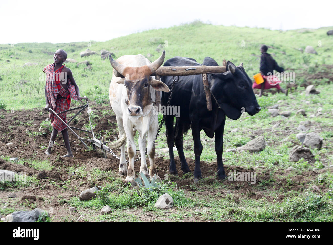 Africa, Tanzania, Lago Eyasi Parco nazionale di coltivazione Aratri ragazzo la terra con un team di buoi Foto Stock