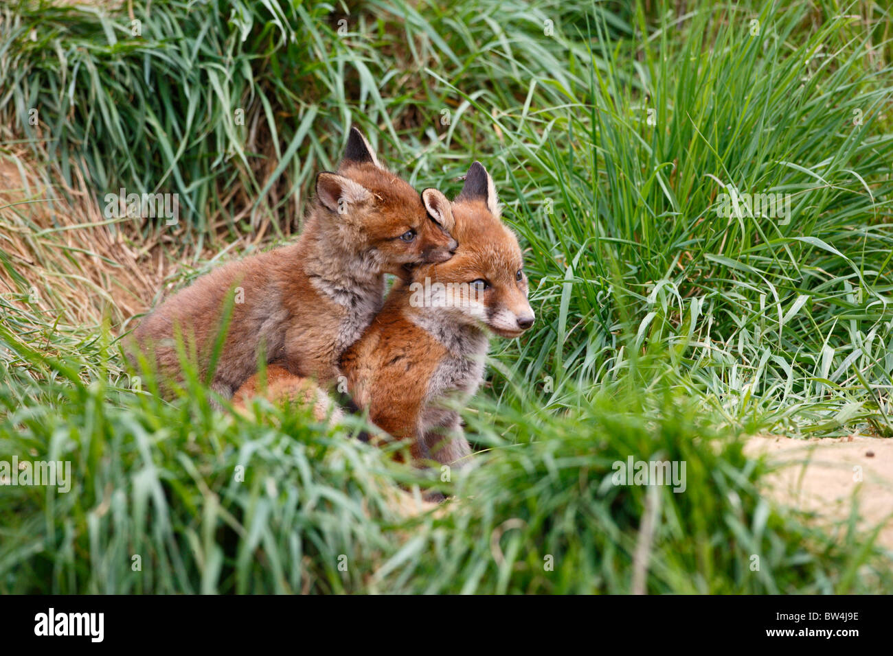 Red Fox ( Vulpes vulpes ) cubs giocare combattimenti Foto Stock