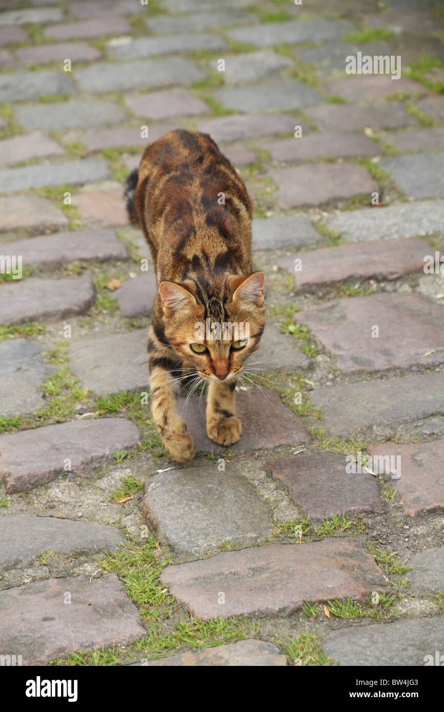 Un gatto ambiti per la strada a Dinan, Côtes-d'Armor, Brittany, Francia. Foto Stock