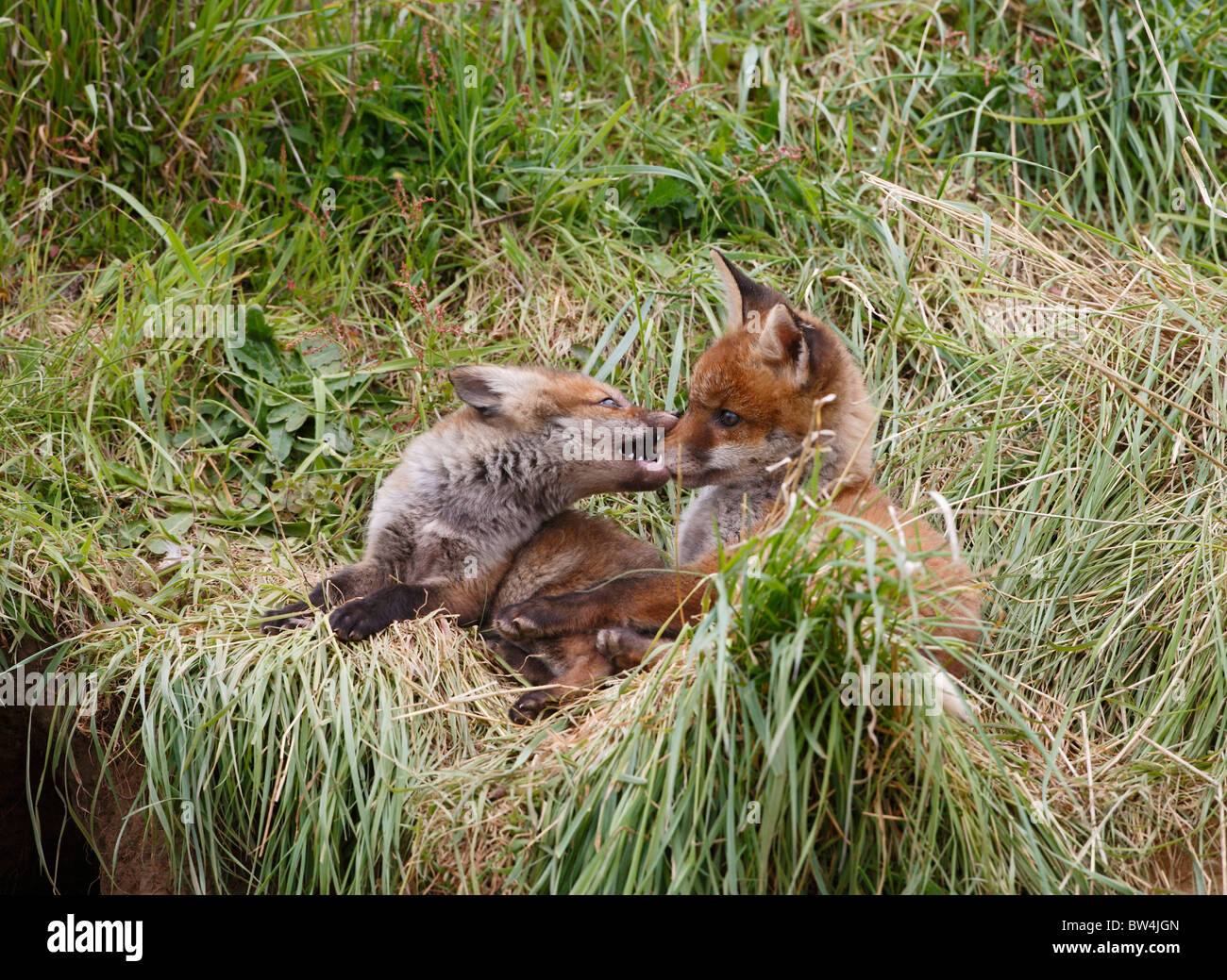 Red Fox ( Vulpes vulpes ) cubs giocare combattimenti Foto Stock