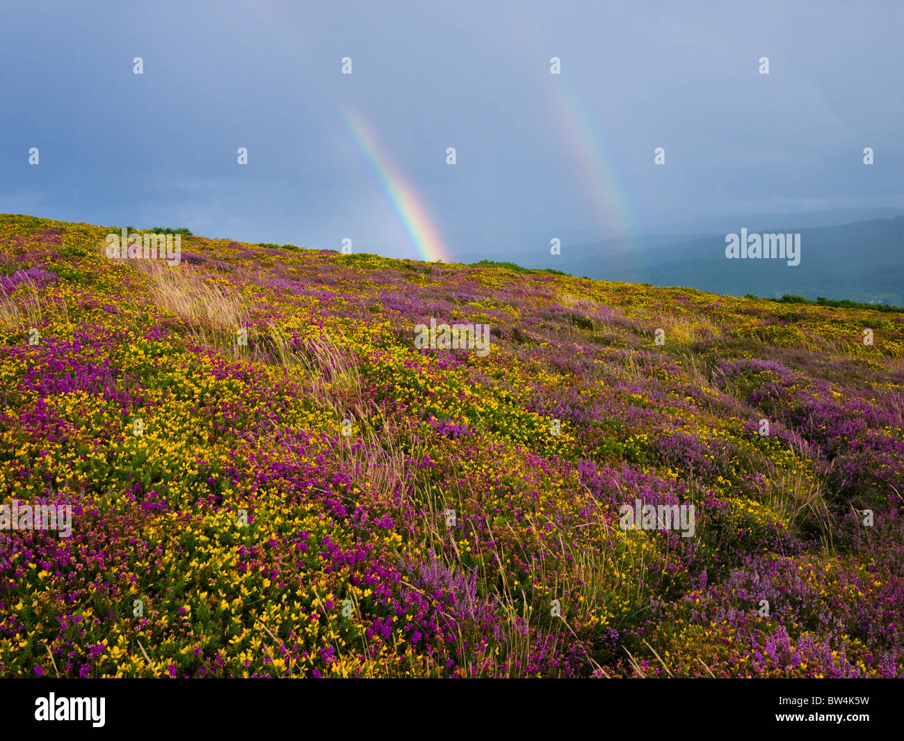 Doppio arcobaleno su Heather e Gorse su North Hill nel Parco Nazionale di Exmoor, Selworthy, Somerset, Inghilterra. Foto Stock