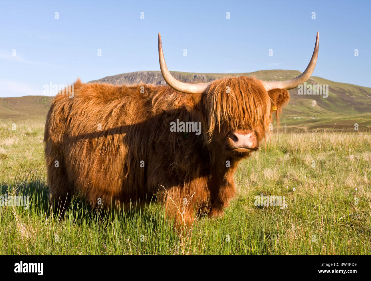 Scottish highland mucca Foto Stock