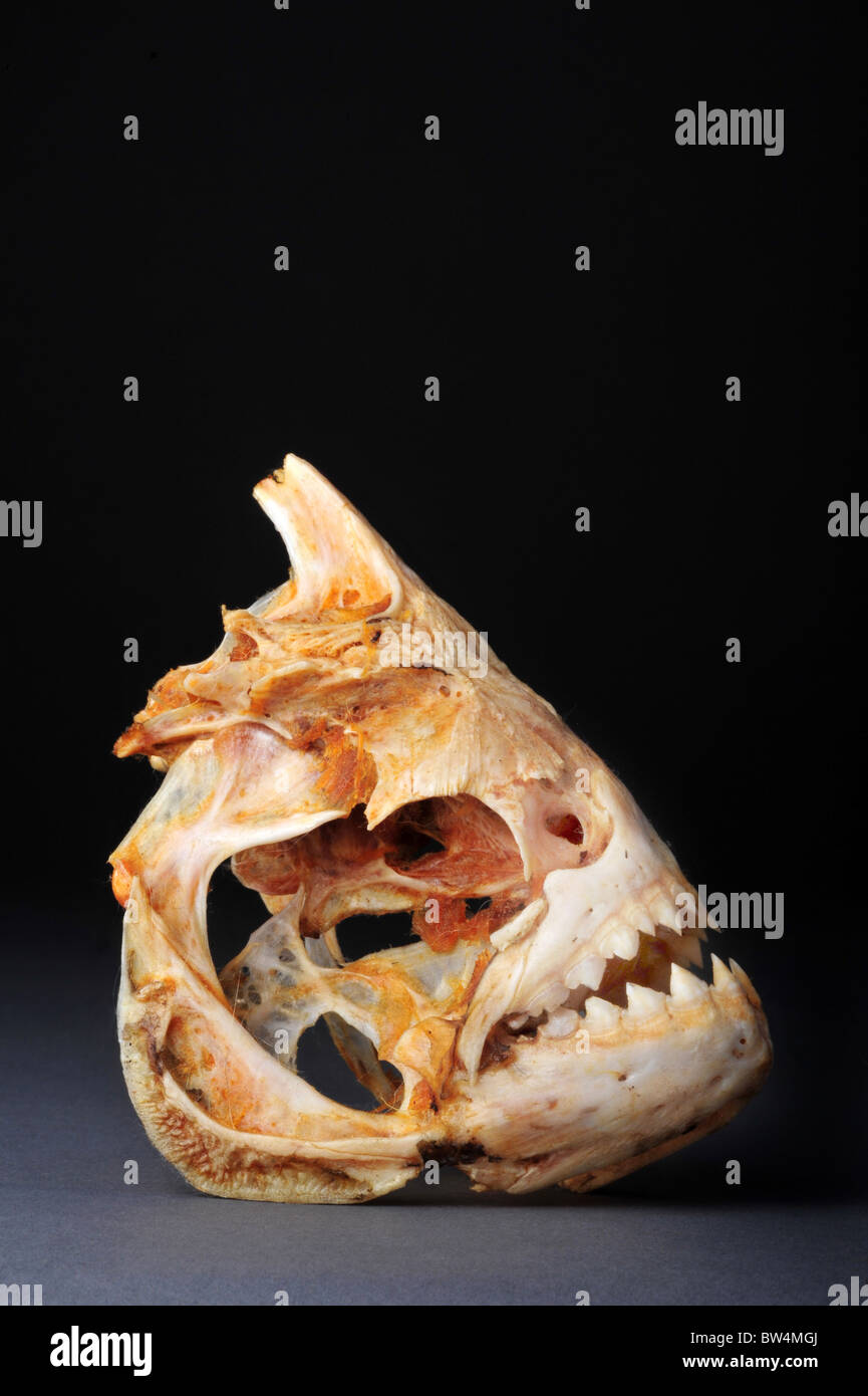 Grandi piranhas scheletro dal fiume del Amazon. Foto Stock