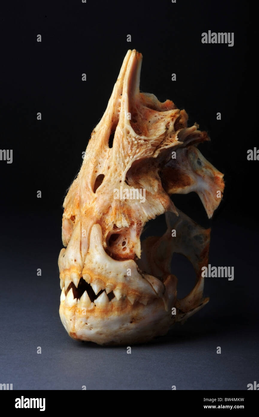Grandi piranhas scheletro dal fiume del Amazon. Foto Stock
