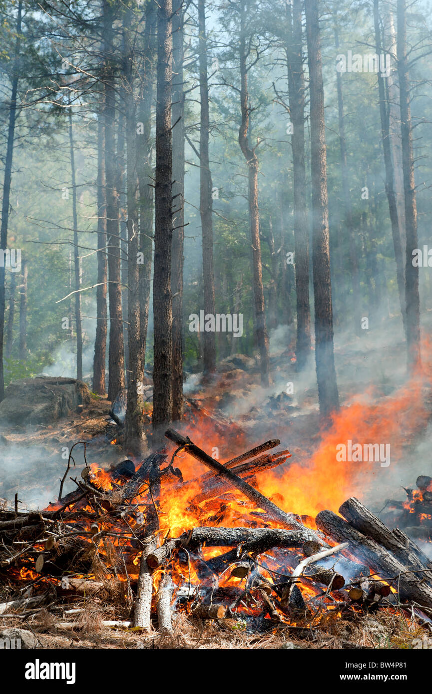 Bruciando controllato in la Coconino National Forest vicino a Sedona in Arizona Foto Stock