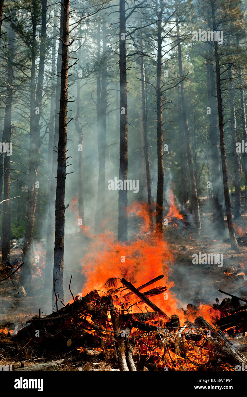 Bruciando controllato in la Coconino National Forest vicino a Sedona in Arizona Foto Stock