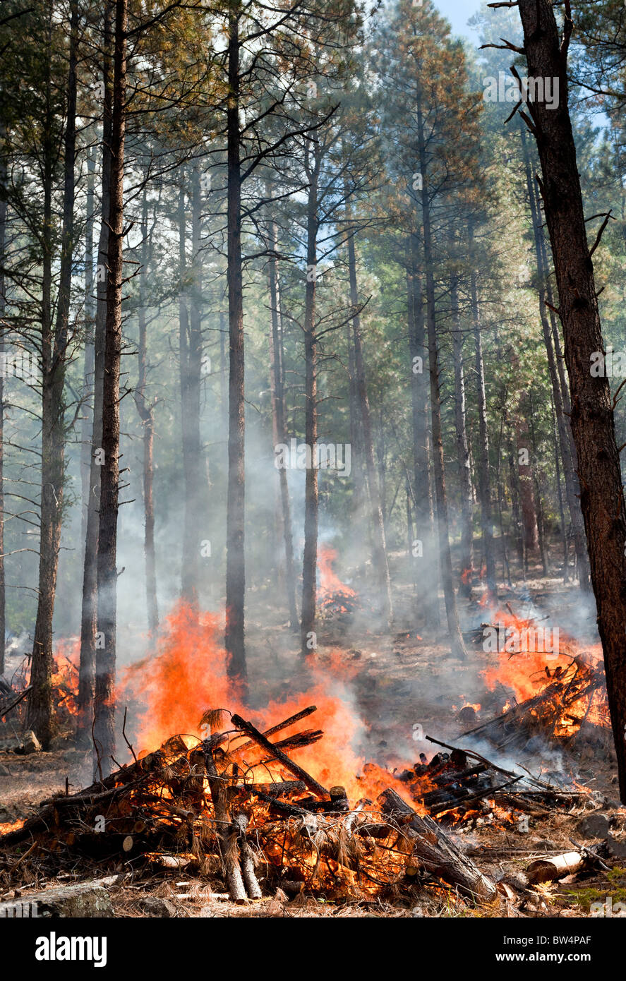 Bruciando controllato in la Coconino National Forest vicino a Sedona in Arizona Foto Stock