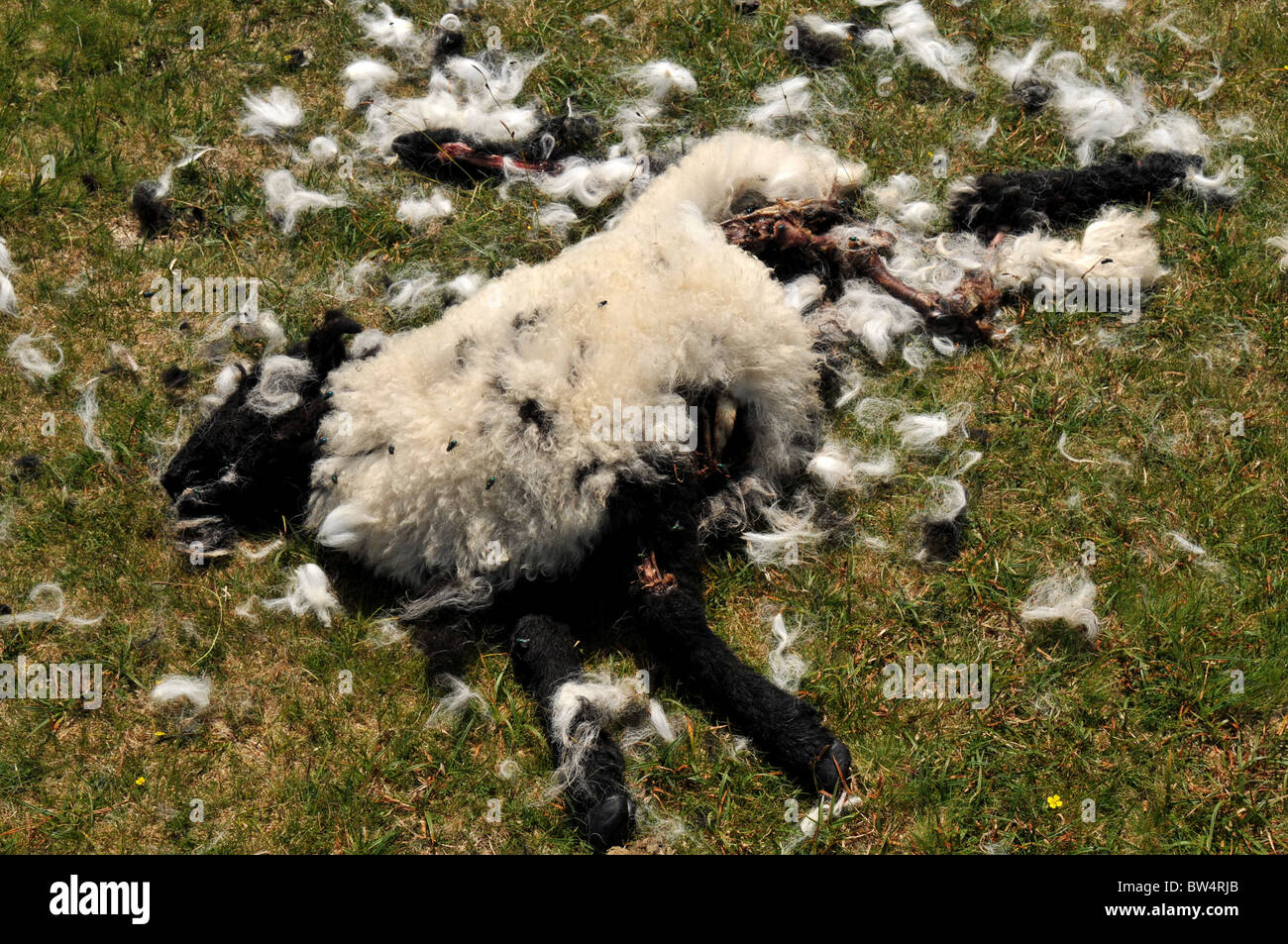 Dartmoor morte sacrificale di pecora Foto Stock