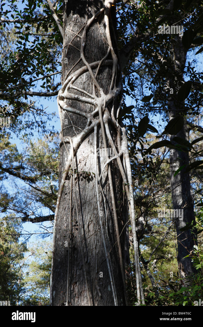 Strangler Fig, ficus aurea, cavatappi palude. Florida Foto Stock