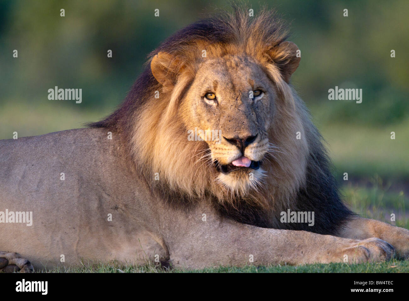 Lion (Panthera leo) di appoggio maestosamente nella luce della sera Foto Stock