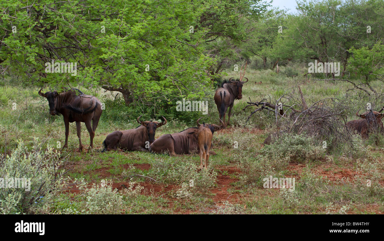 Un piccolo gruppo di nero GNU (Connochaetes gnou) tra Thorn trees, Sud Africa Foto Stock