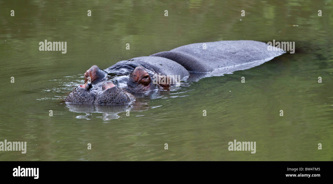 Ippopotamo (Hippopotamus amphibius) wallowing Foto Stock