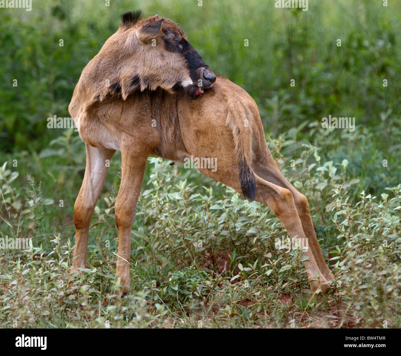 Giorno-vecchio blu GNU (Connochaetes gnou) leccare stesso Foto Stock