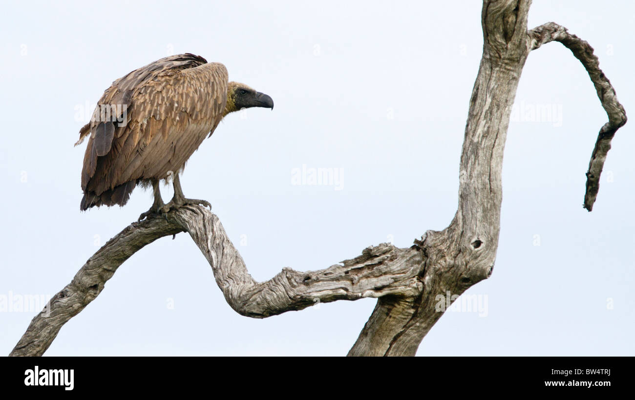 White-backed vulture (Gyps africanus) in attesa su un ramo morto per un leone per completare l'alimentazione Foto Stock