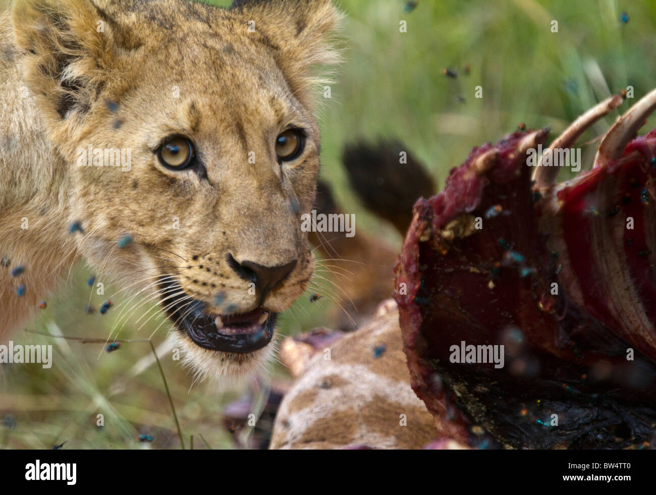 Il leoncello alimentare sulla carcassa in decomposizione di una giraffa, circondato da mosche Foto Stock