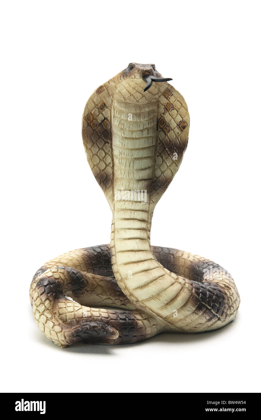 Cobra di gomma Foto Stock