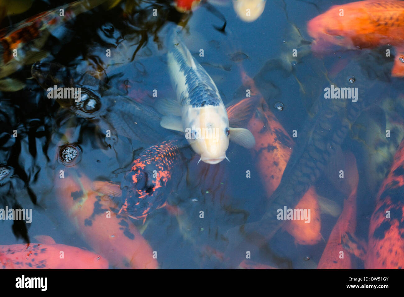 Colorate differenti carpe koi sott'acqua in un laghetto in giardino Foto Stock
