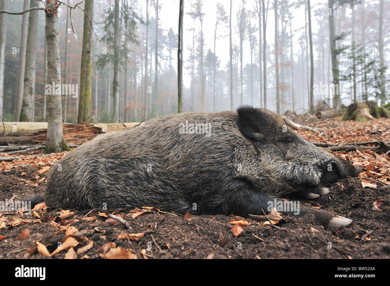 Il cinghiale (Sus scrofa) grande vecchio maschio di posa sulla terra Foto Stock