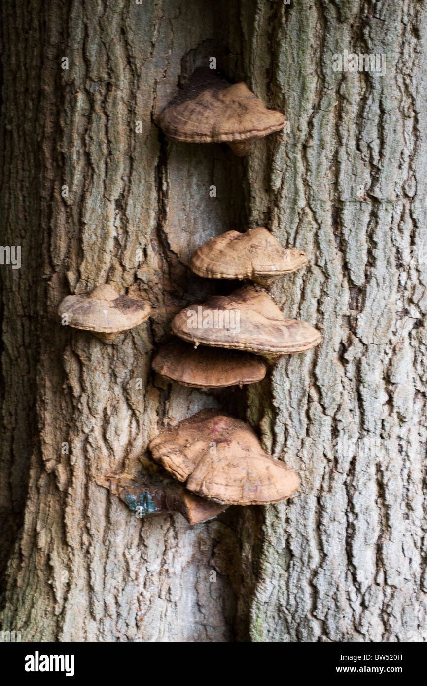 Funghi che crescono sul lato di un albero Foto Stock