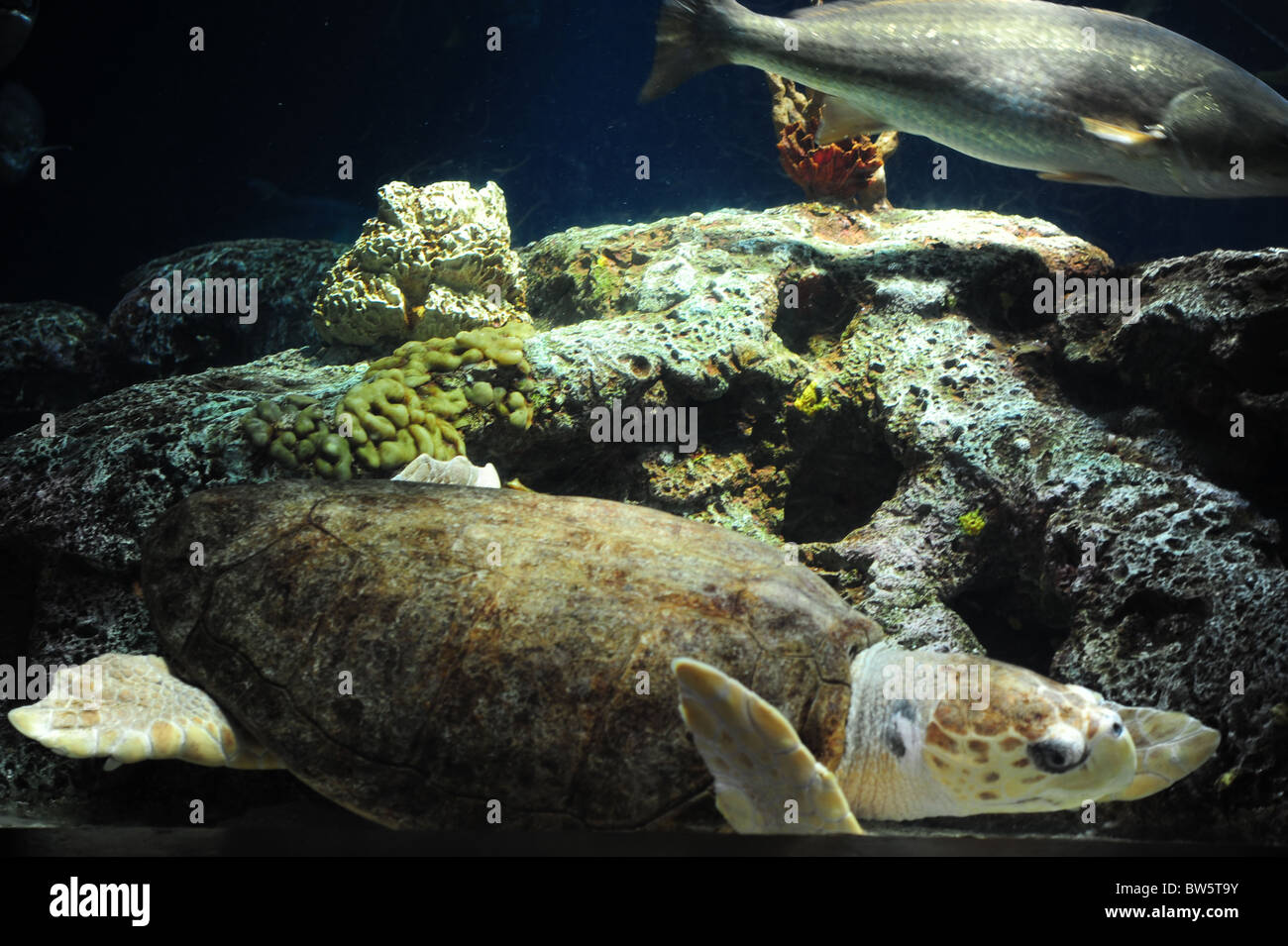 Tartaruga di mare oceano nel serbatoio Foto Stock