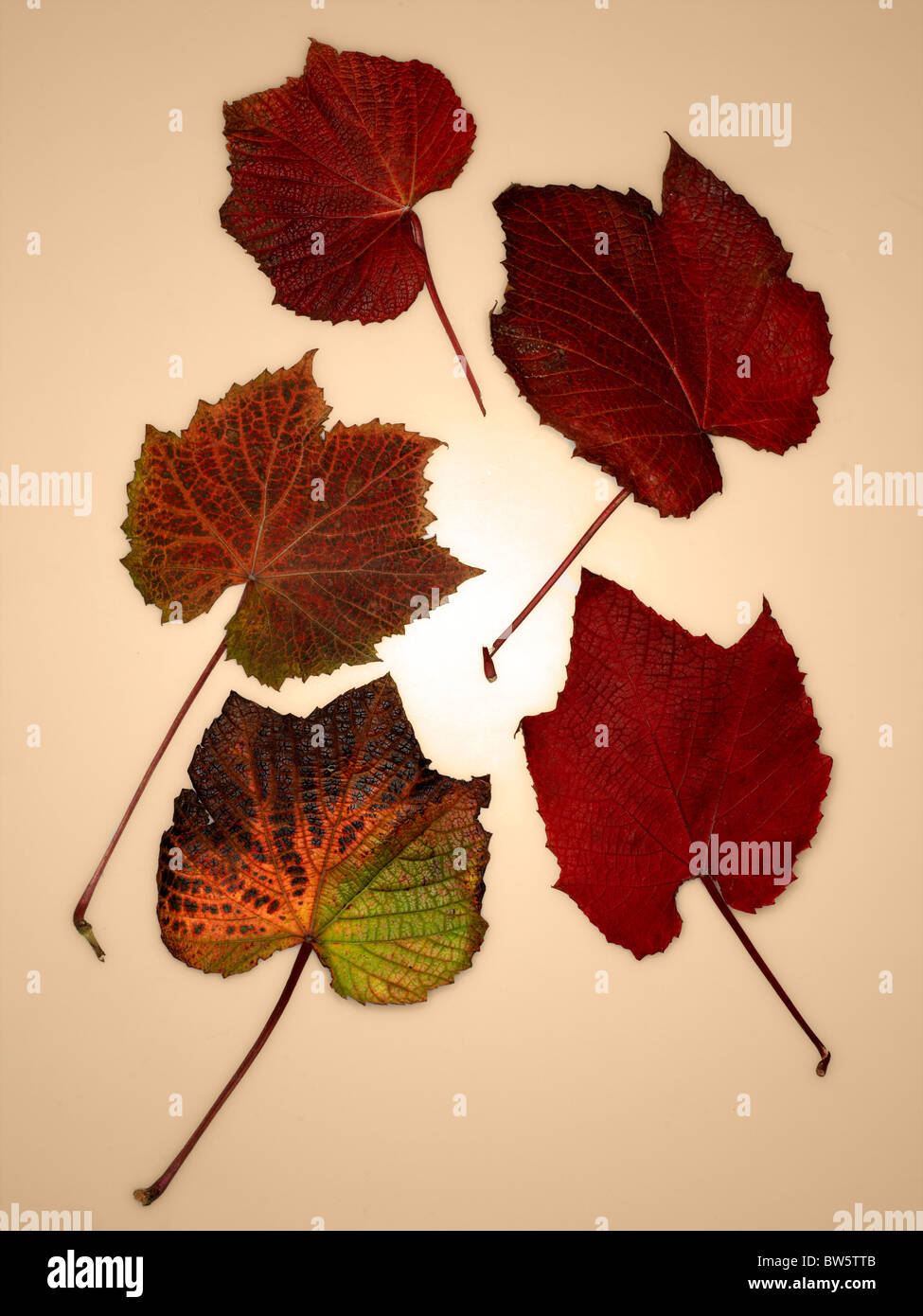 Cinque autunno di foglie di vite su uno sfondo color crema Foto Stock