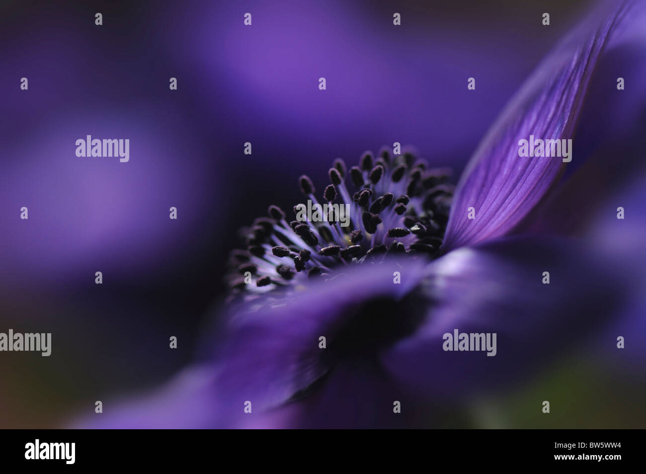 Un unico viola Anemone de Caen coronaria fiore Foto Stock
