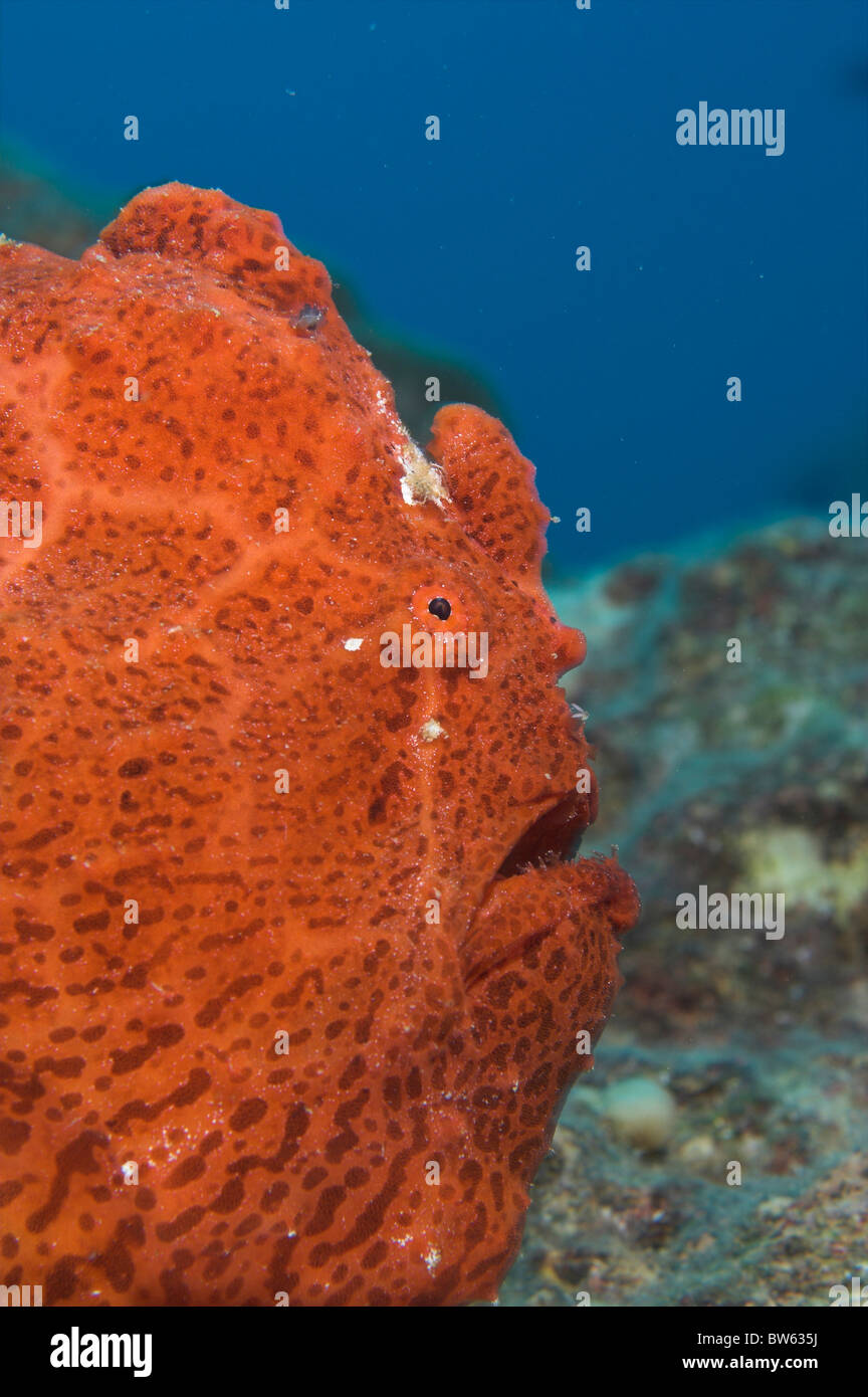 Rana pescatrice Antennarius pictus dipinto di rana pescatrice Sinai Mar Rosso Foto Stock