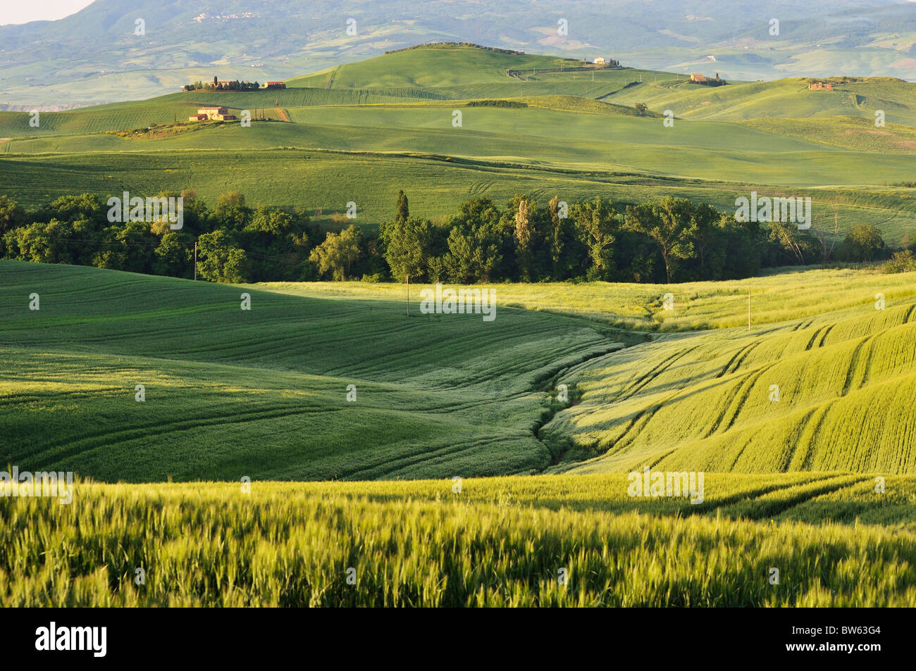 Verdi colline vicino a Pienza, Siena, Toscana, Italia Foto Stock