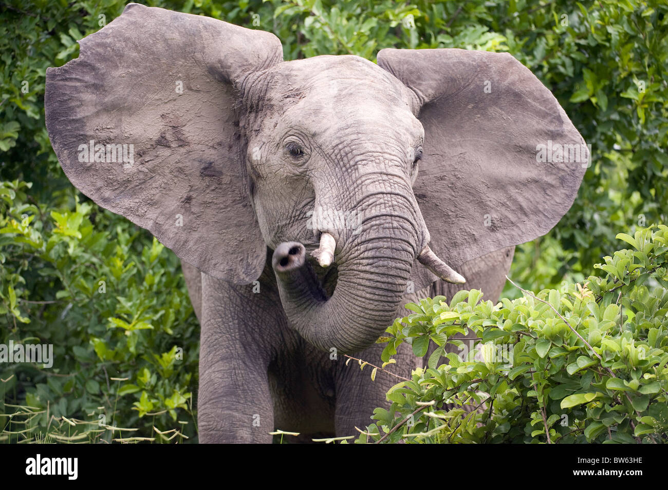 Elefante africano Loxodonta africana Ruaha national park in Tanzania Foto Stock