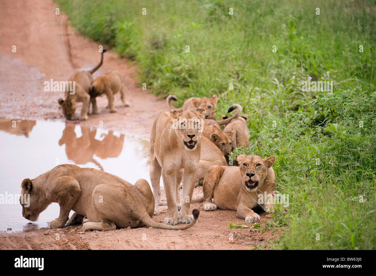 Orgoglio dei Leoni di bere dalla grande pozza in strada e le femmine cuccioli Ruaha national park Foto Stock