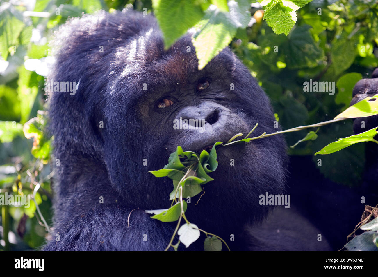 Gorilla di Montagna Gorilla Gorilla Silverback berengei Parc National des Volcans Ruanda Foto Stock