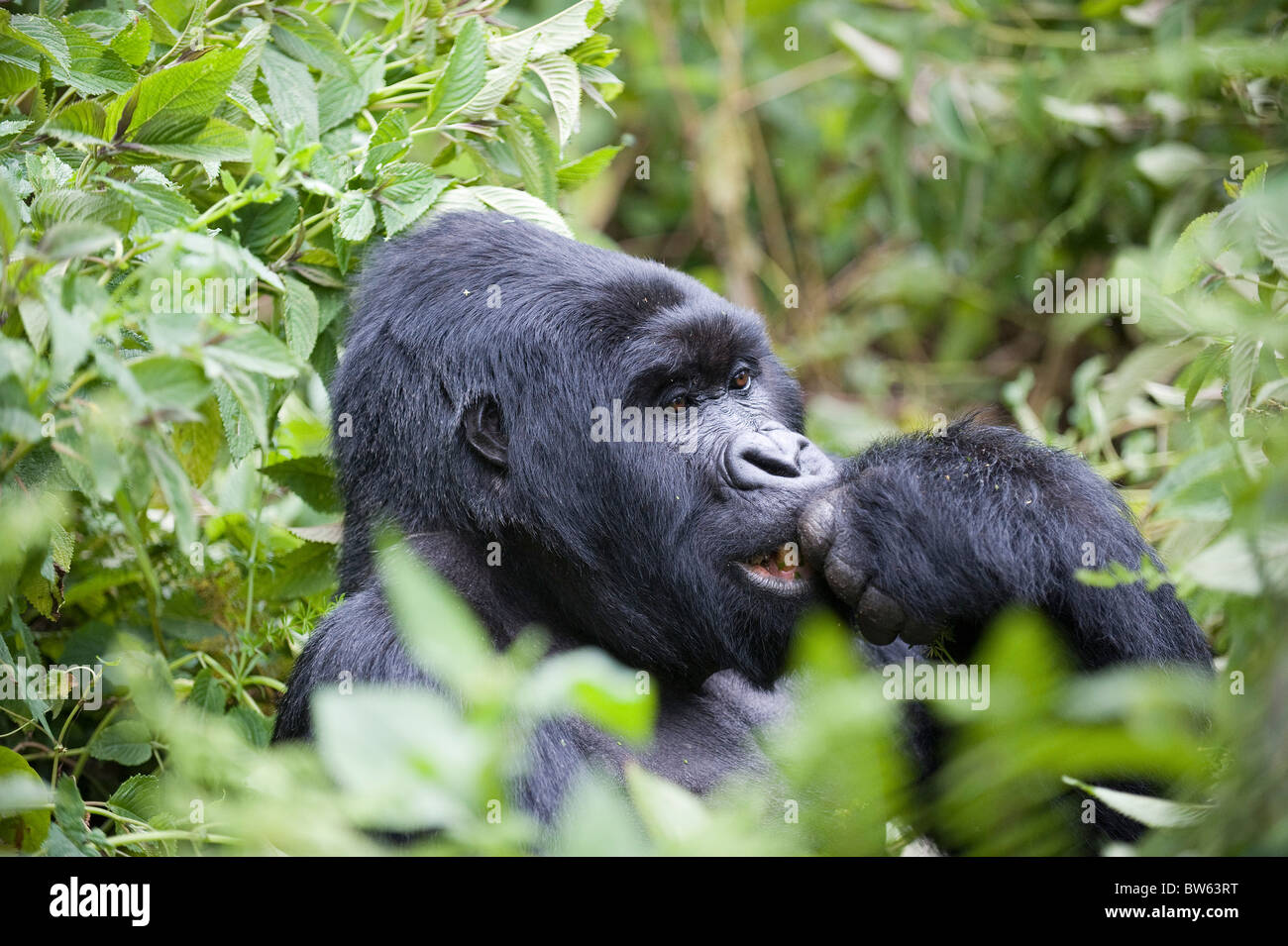 Gorilla di Montagna Gorilla Gorilla Silverback berengei Parc National des Volcans Ruanda Foto Stock