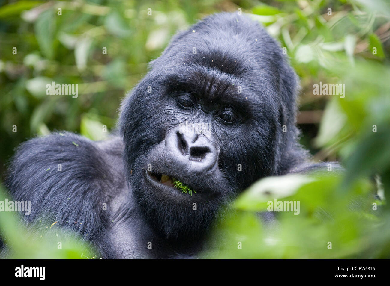 Gorilla di Montagna Gorilla Gorilla Silverback berengei Parc National des Volcans Ruanda Foto Stock