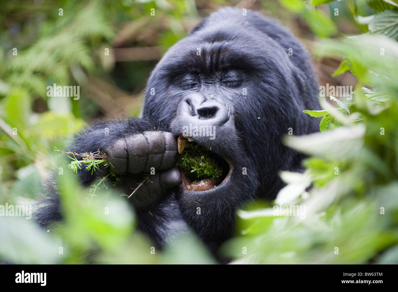 Gorilla di Montagna Gorilla Gorilla Silverback berengei Parc National des Volcans Ruanda Foto Stock