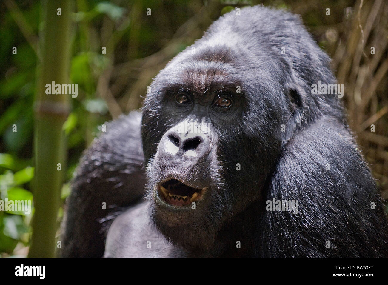 Gorilla di Montagna Gorilla Gorilla Silverback berengei Parc National des Volcans Foto Stock
