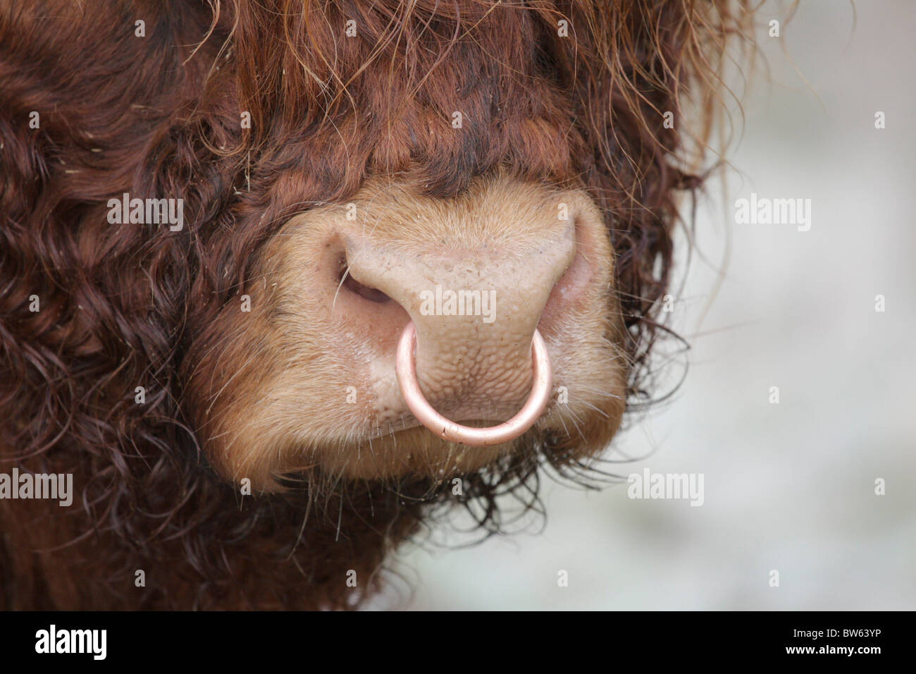 Highland mucca bovini domestici Bos tarus Inverness-shire Highland REGNO UNITO Foto Stock