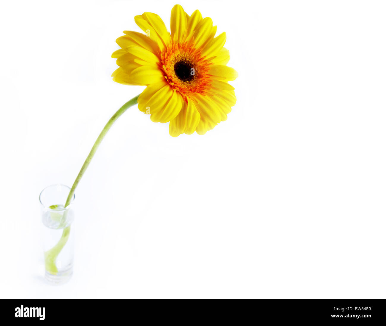 Immagine della gerbera gialla in un bicchiere di acqua Foto Stock