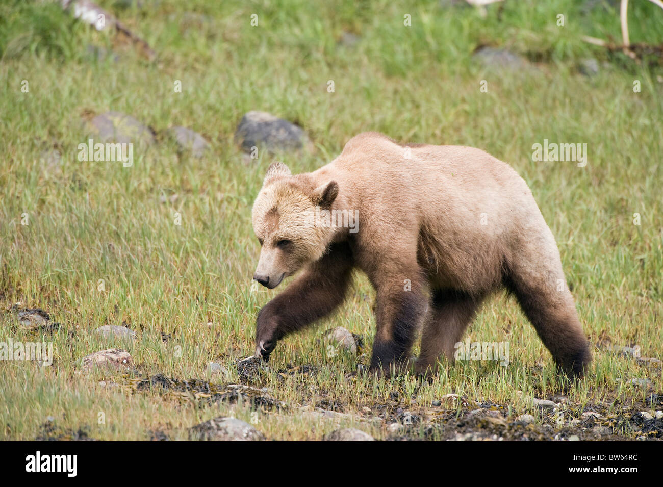 Orso grizzly Ursus arctos horribilis ingresso cavaliere della Columbia Britannica Foto Stock